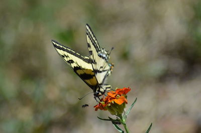 Close-up of butterfly pollinating on flower