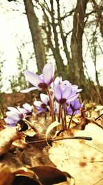 Close-up of purple flowers