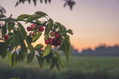 Close-up of strawberry plant against sky at sunset