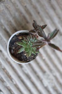 High angle view of potted plant