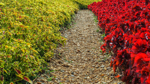 High angle view of footpath amidst flowering plants on field