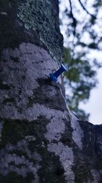 Low angle view of rock on tree trunk