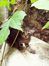 Portrait of cat sitting on plant