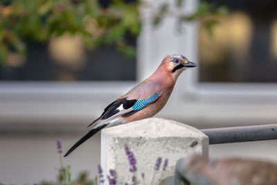 Eurasian jay garrulus glandarius nicely colored jay sitting close-up of bird perching on railing