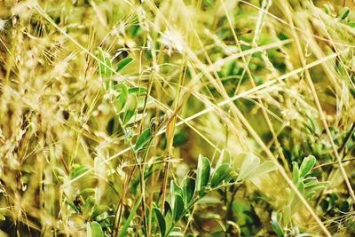 Full frame shot of plants growing on field
