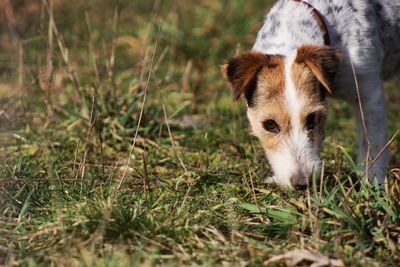 Portrait of dog on field