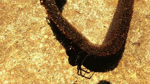 Close-up high angle view of shadow on leaf