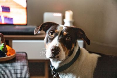 Close-up portrait of dog at home