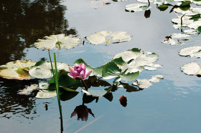Pink lotus water lily in lake