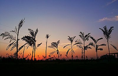 Silhouette of plants on field at sunset