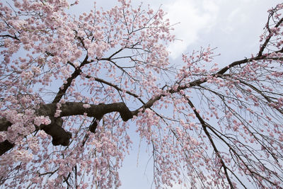 Low angle view of cherry blossoms against sky