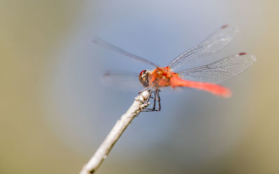 Close-up of dragonfly on plant