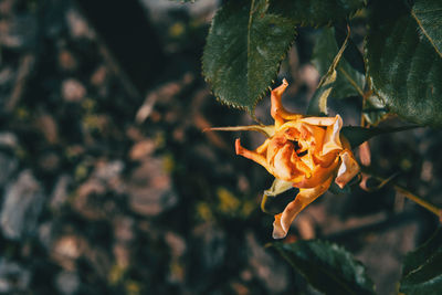 Close-up of orange rose leaves