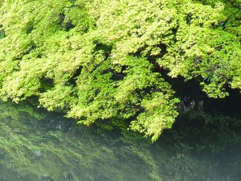 Plants growing on tree