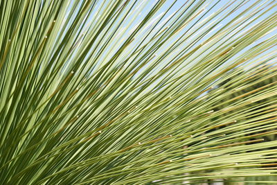 Full frame shot of palm tree