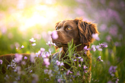 Close-up of a dog looking away