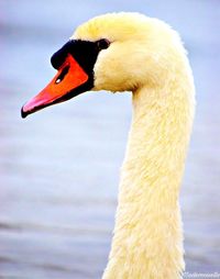 Close-up of swan