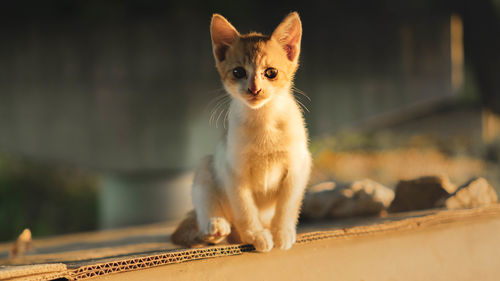 Portrait of kitten sitting outdoors