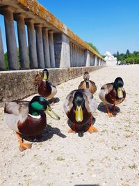 View of birds eating in front of building