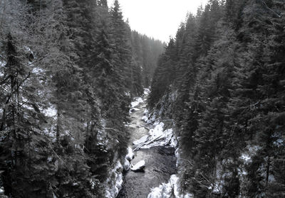 Low angle view of trees in forest during winter
