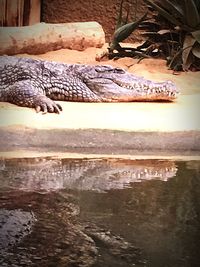 Close-up of lizard in water
