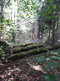 Trees and plants in forest