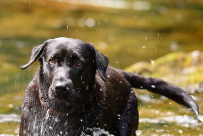 Portrait of dog running on water