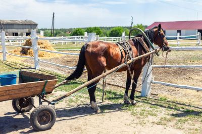 Horse cart in field