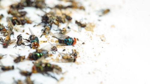 Close-up of bee