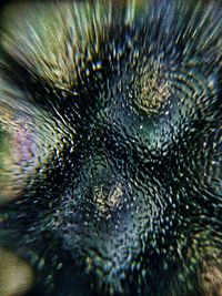 Close-up of jellyfish in water