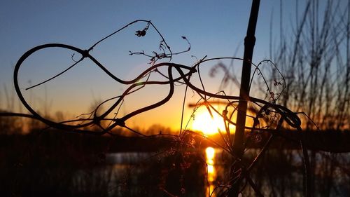 Silhouette bare trees against sky during sunset