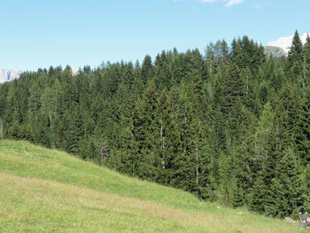 Scenic view of pine trees on field against sky