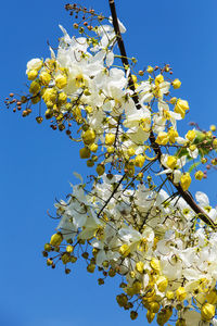 Low angle view of flowering tree against blue sky