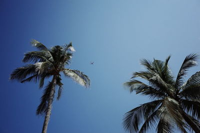 Low angle view of palm tree against clear blue sky