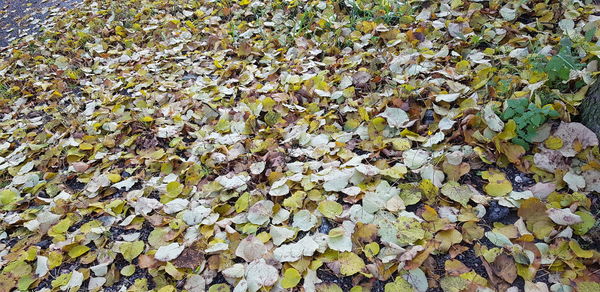 Full frame shot of autumnal leaves on tree