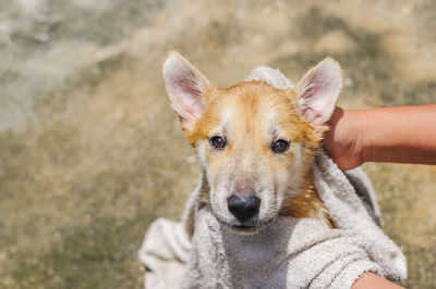 Cropped image of hand rubbing dog with towel