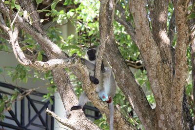Squirrel sitting on tree trunk