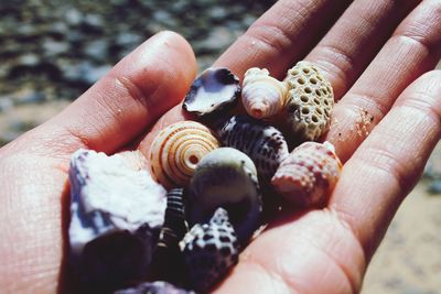 Close-up of hand holding seashells