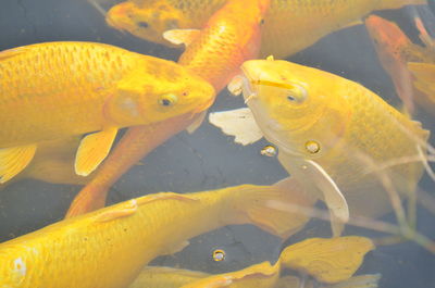 High angle view of koi fish in water