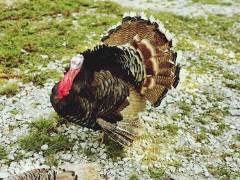 High angle view of a bird on land