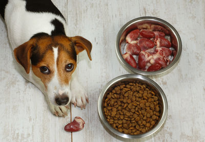 High angle view of dog eating food