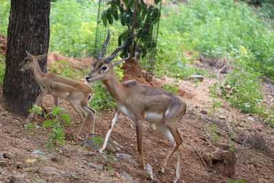 Deer in a forest