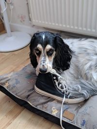 My dog won't letting me go when i am leaving for class.