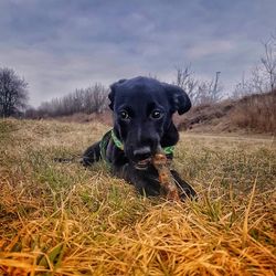 Portrait of black dog on field against sky