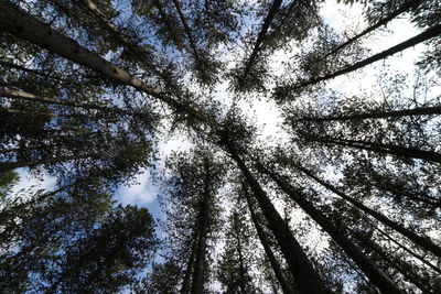 Low angle view of trees against sky
