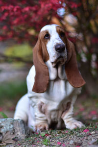 Close-up portrait of dog outdoors