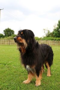 Dog looking away on field