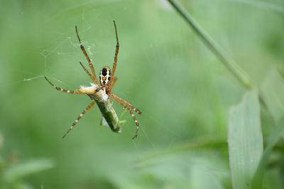 Close-up of spider on web