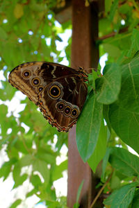 Close-up of butterfly on leaf