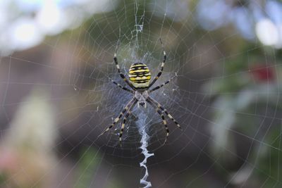 Close-up of spider on web